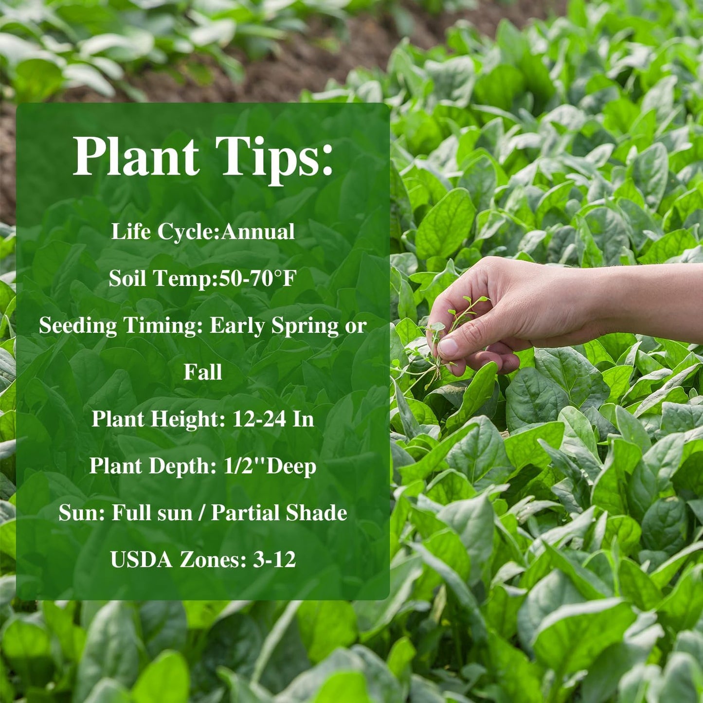 Bloomsdale Spinach Seeds