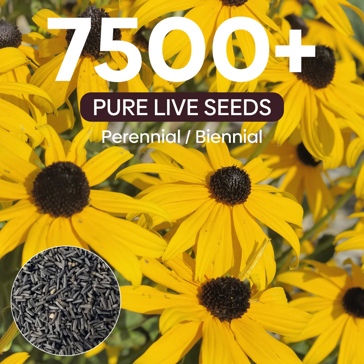 black eye susan 2g