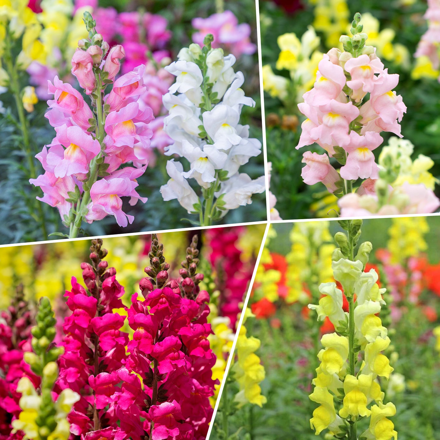 1500+ Tetra Mix Snapdragon Seeds