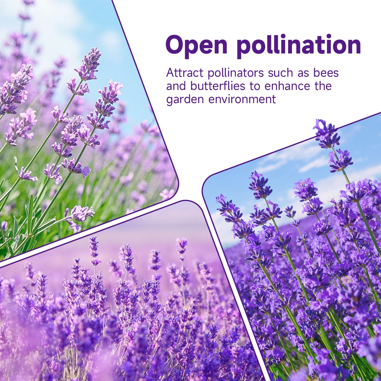 English Lavender Seeds, 1500+