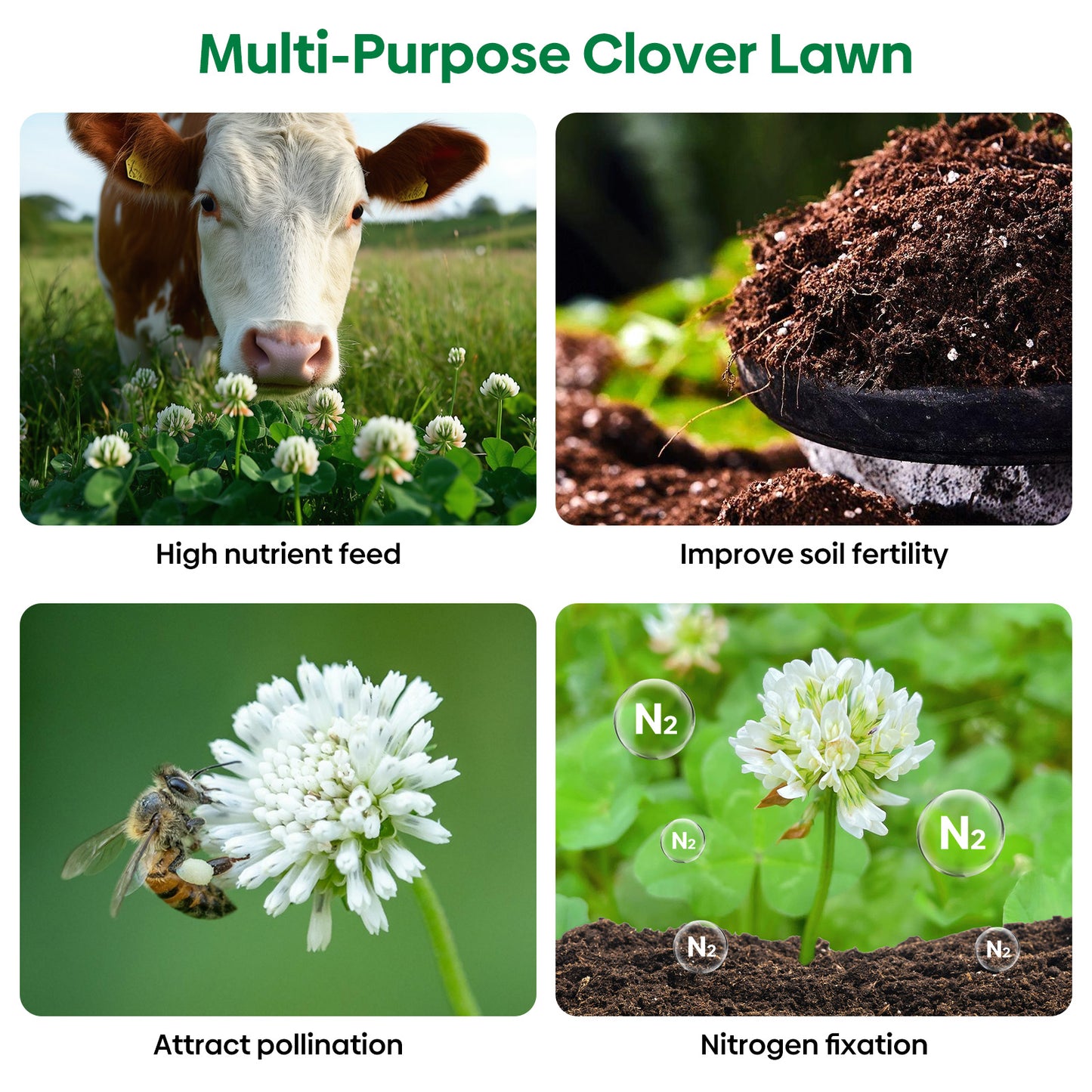 White Clover Seed 2 lbs.