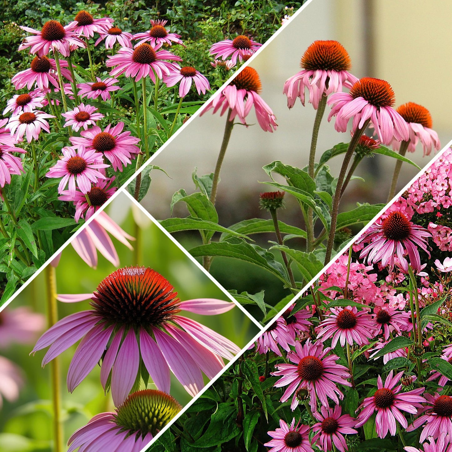 purple coneflower seeds 1oz