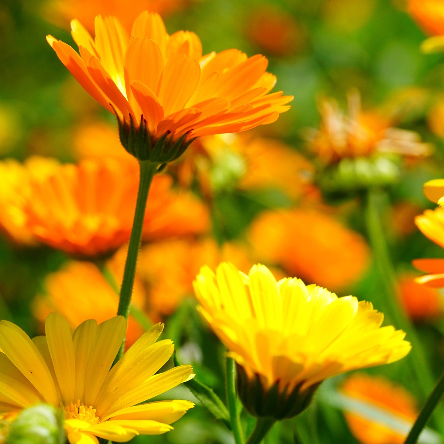 Calendula Seeds 1oz