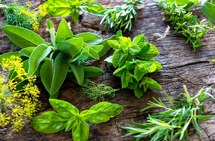 Herb Seeds