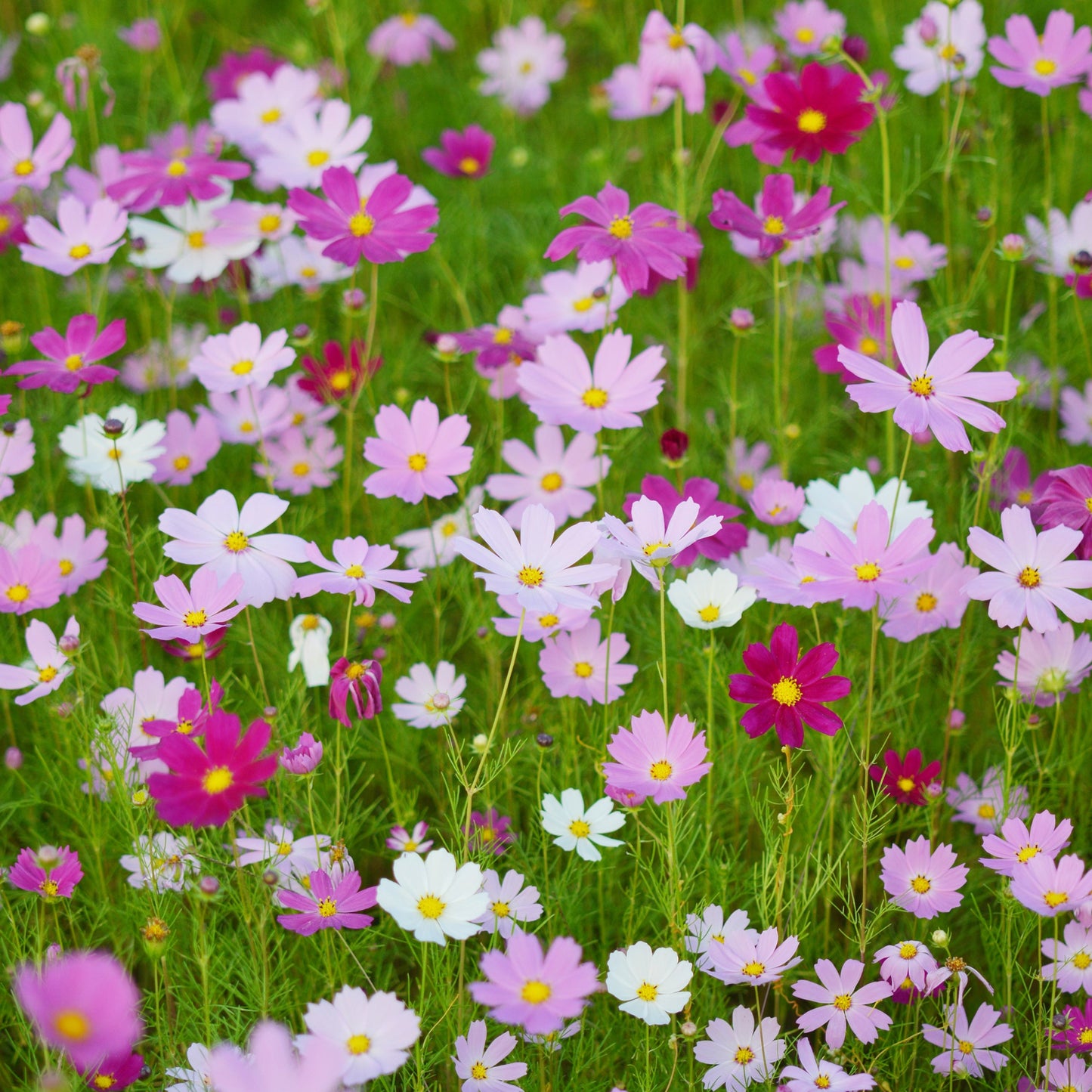 Cosmos 10 Varieties mix 1oz