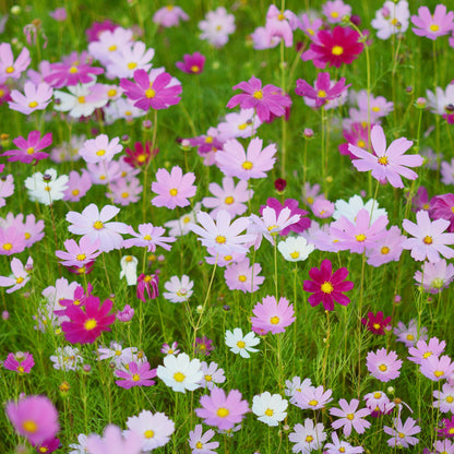Cosmos 10 Varieties mix 1oz