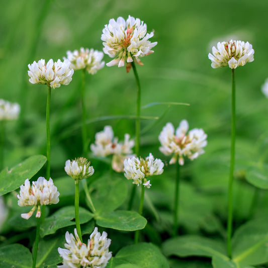 White Clover Seed 5 lbs.