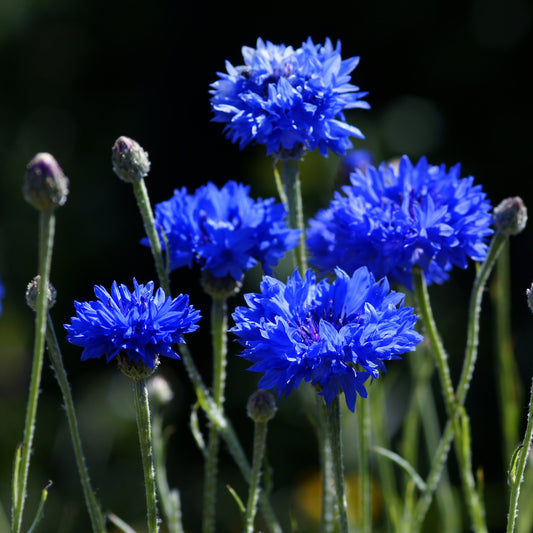 6000+ Blue Bachelor Button Seeds - Centaurea Cyanus