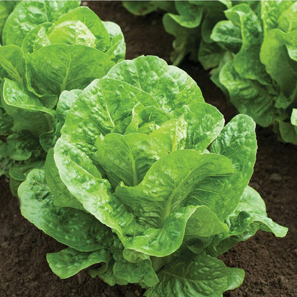 Romaine Lettuce Seeds Parris Island Vegetable Seeds