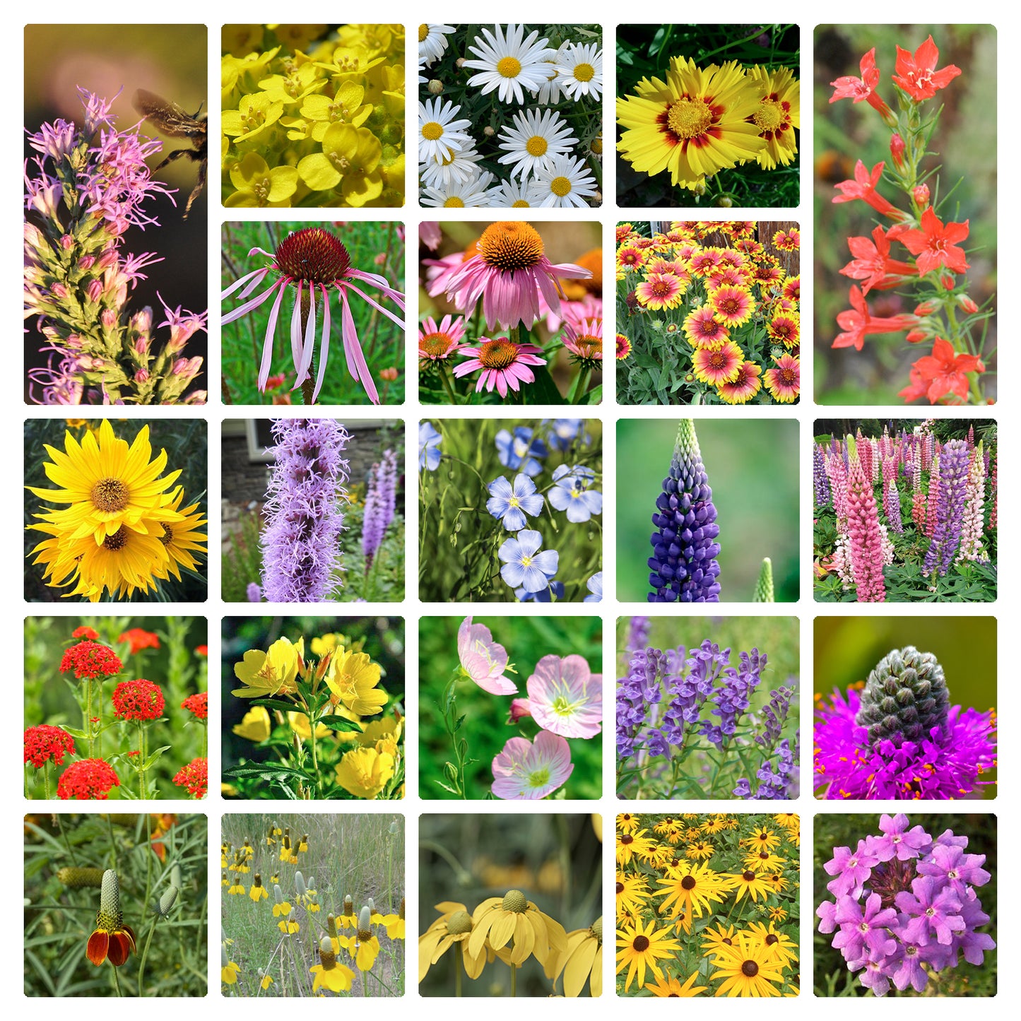 10000+ All Perennial Wildflower Seeds 1 OZ 23 Varieties