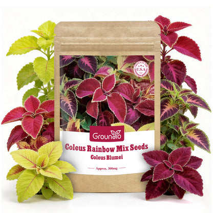 Coleus Colorful Flower Seeds