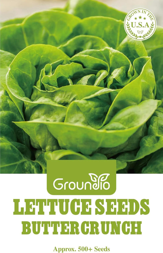500 Buttercrunch Lettuce Seeds