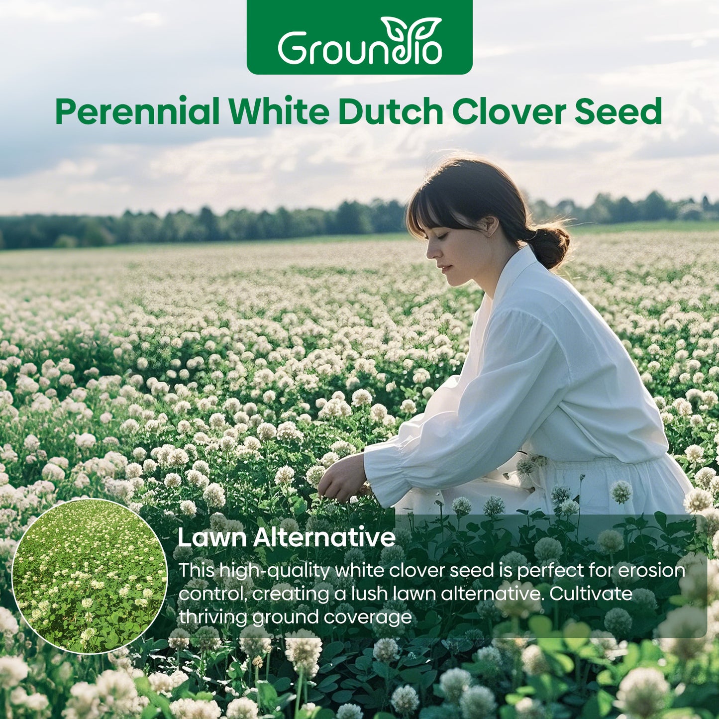 White Clover Seed 2 lbs.