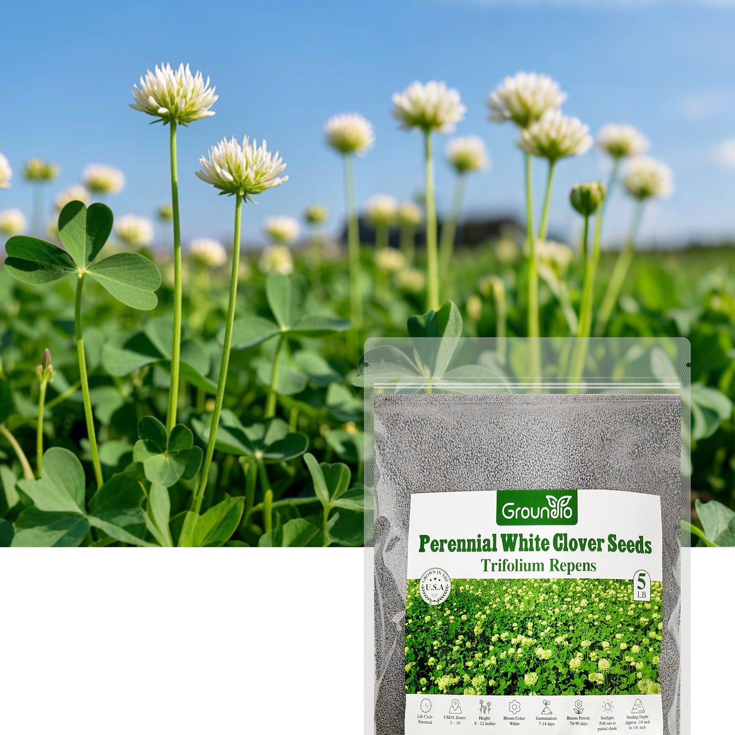 White Clover Seed 5 lbs.