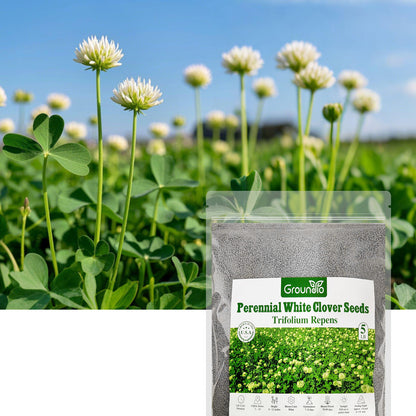 White Clover Seed 5 lbs.