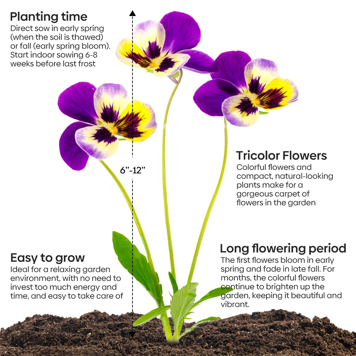 Johnny jump up Viola 6g