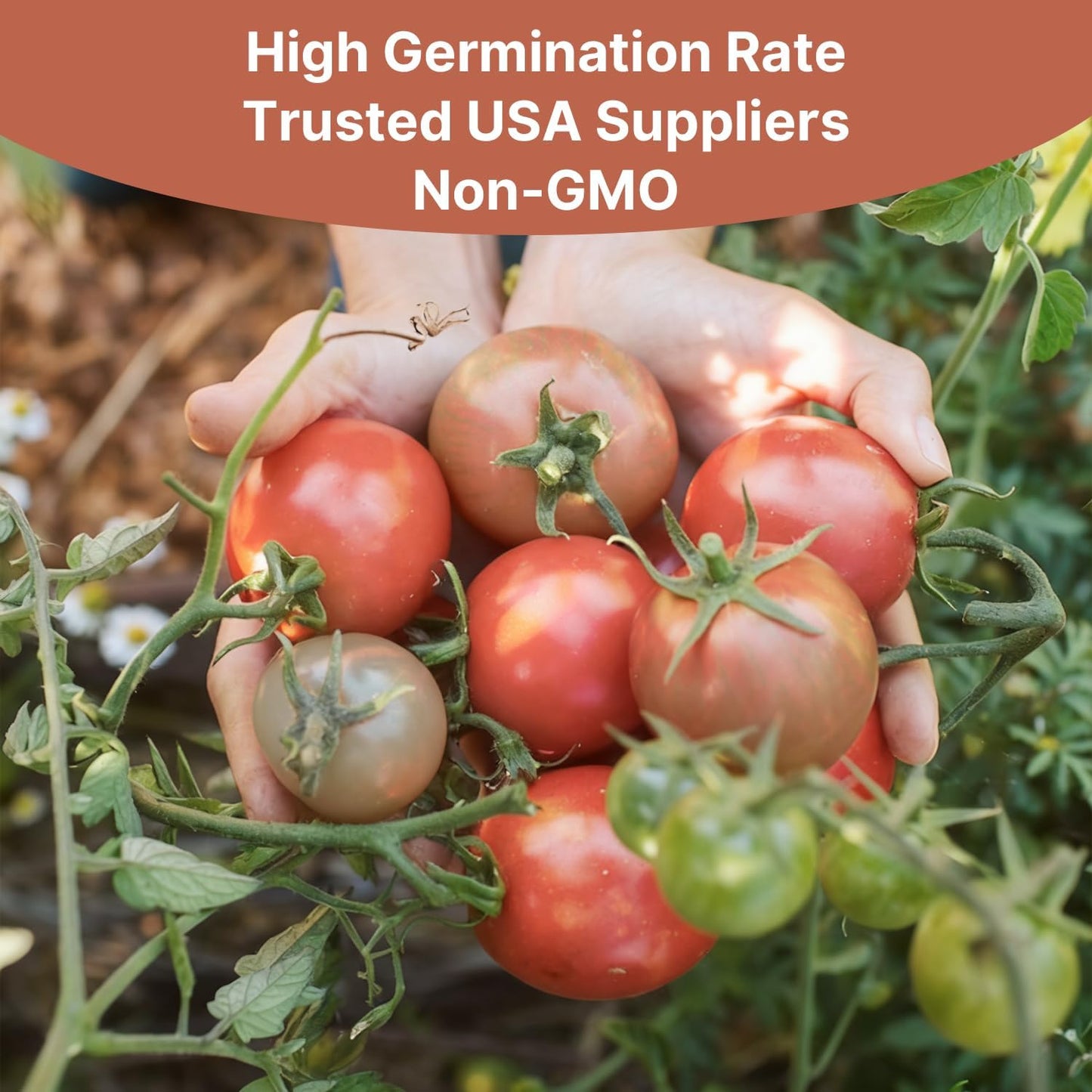 Cherokee Purple Tomato Seeds