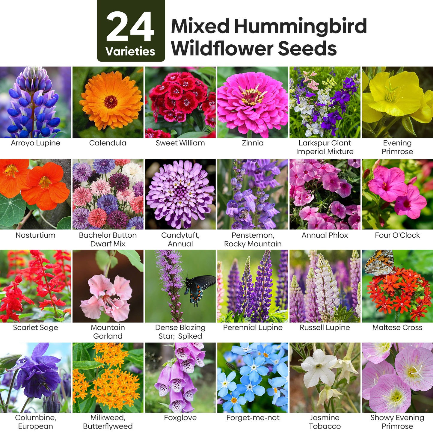 Hummingbird Wildflower Mix 24 varieties 1OZ