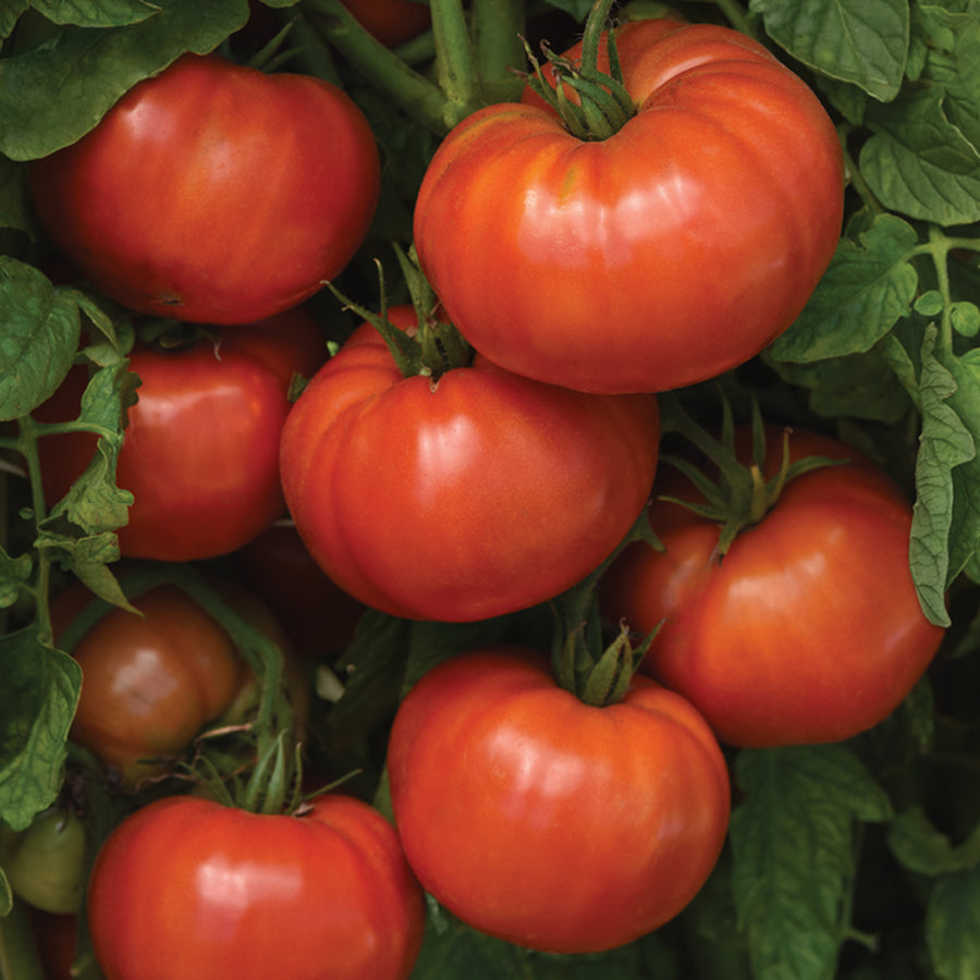 Beefsteak Tomato Seeds for Planting Indoor and Outdoor