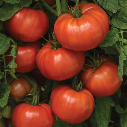 Beefsteak Tomato Seeds for Planting Indoor and Outdoor