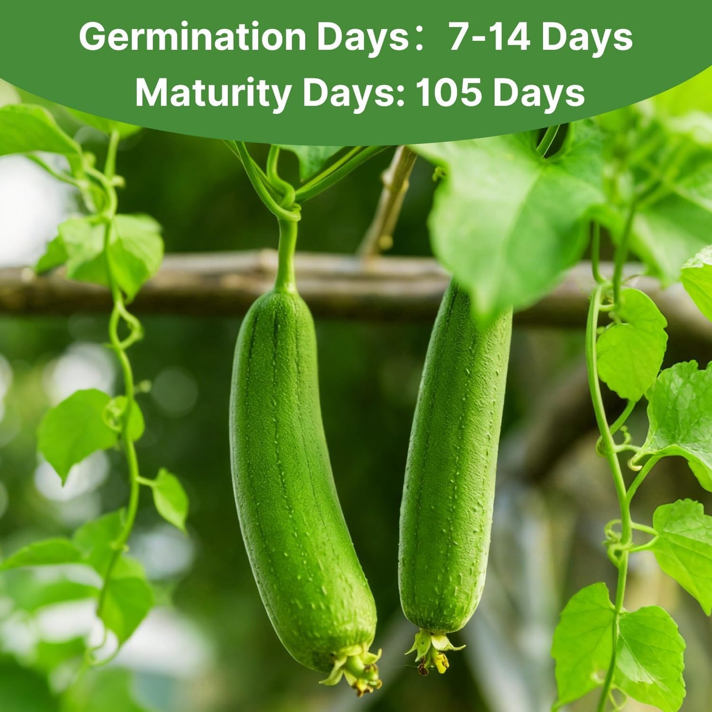 Luffa Seeds 40 Non-GMO Heirloom Vegetable Seeds
