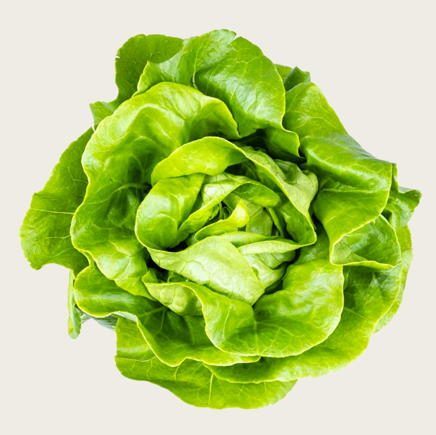 500 Buttercrunch Lettuce Seeds