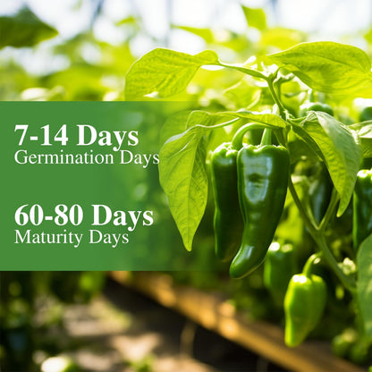 Jalapeno Pepper Seeds for Planting
