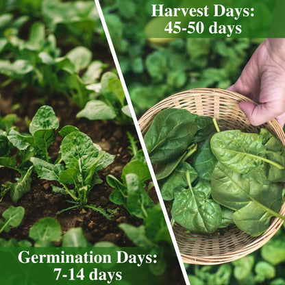 Bloomsdale Spinach Seeds