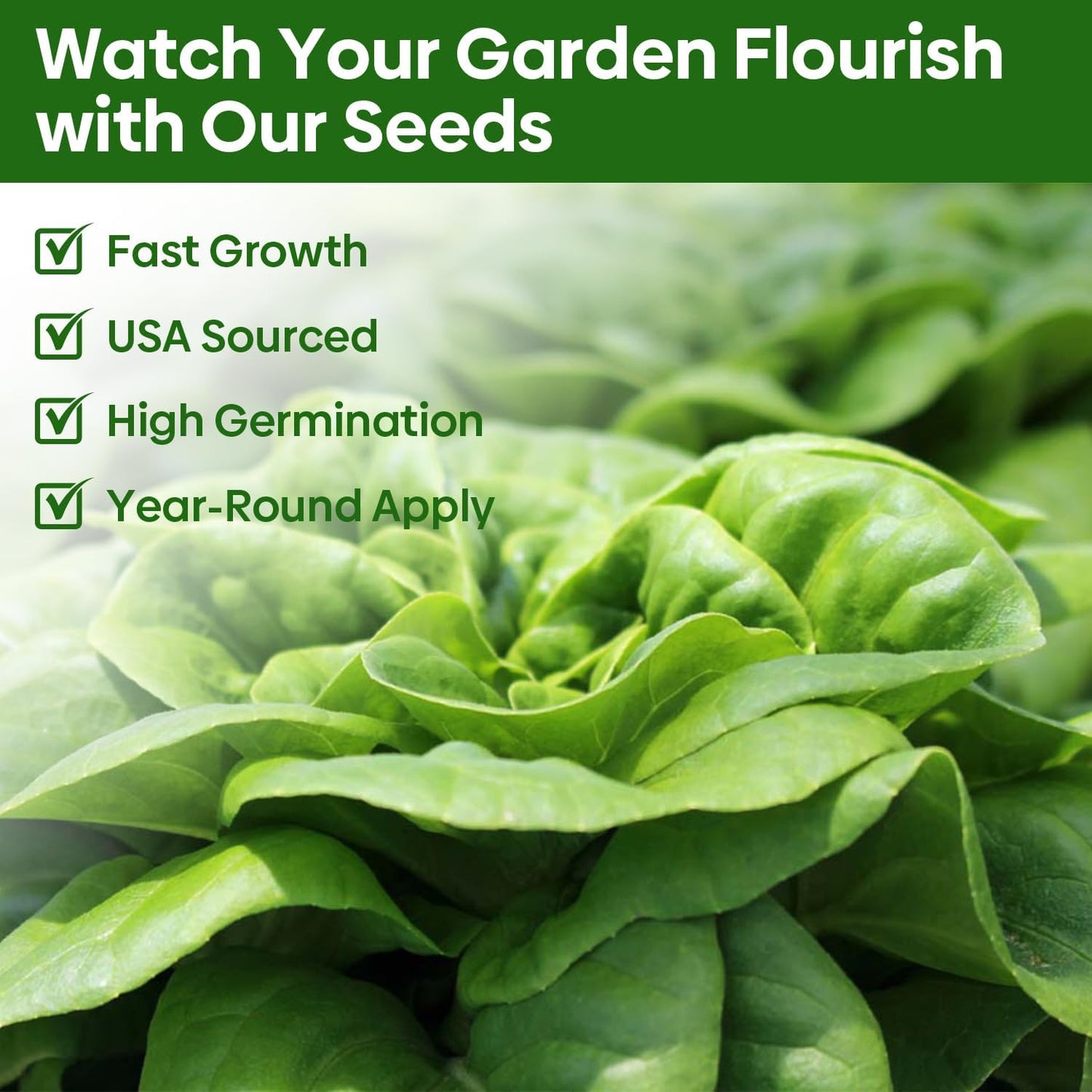 5 Lettuce and Salad Greens Seeds Variety Pack