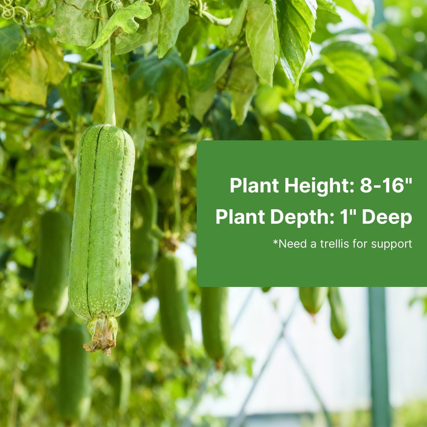 Luffa Seeds 40 Non-GMO Heirloom Vegetable Seeds