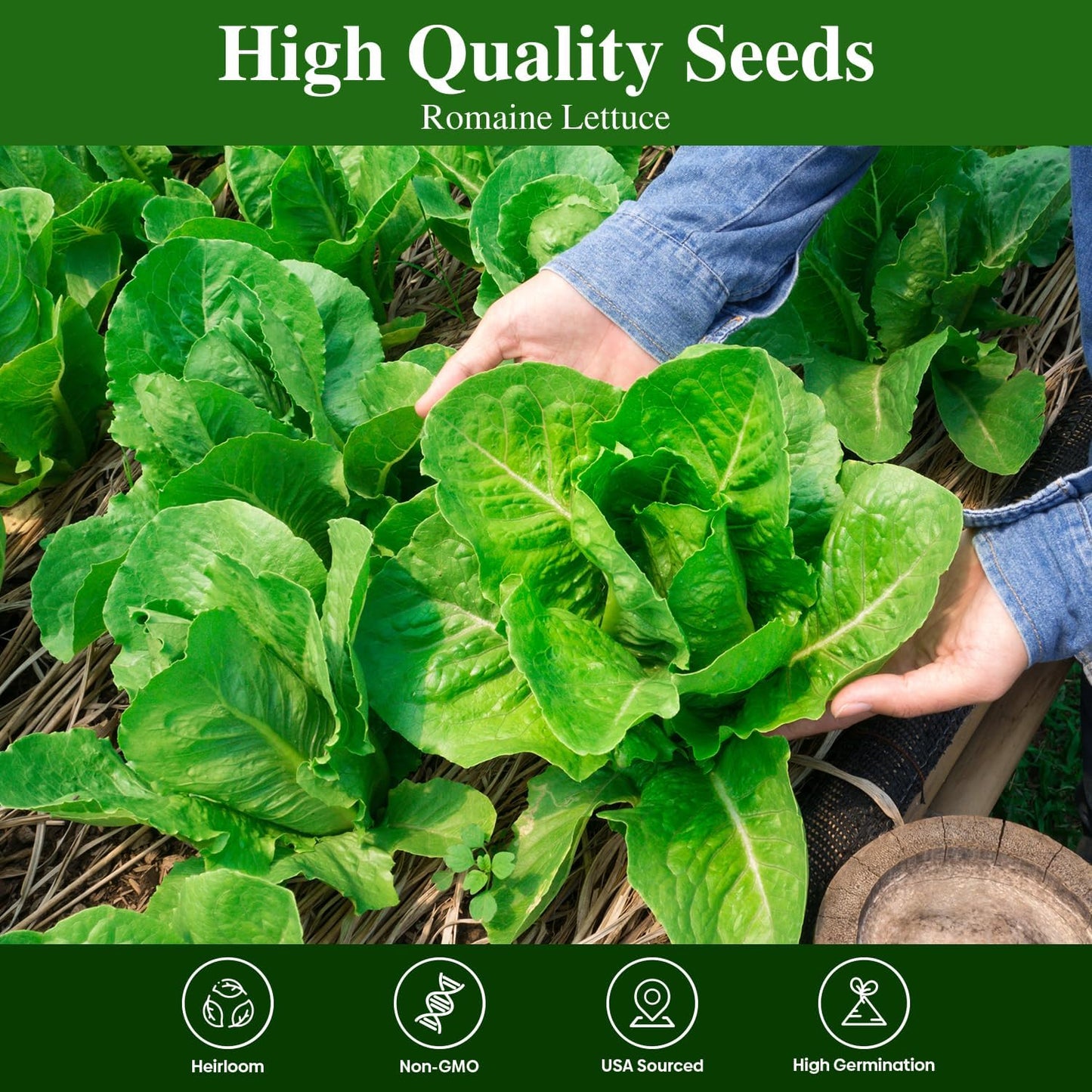 Romaine Lettuce Seeds Parris Island Vegetable Seeds