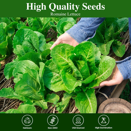 Romaine Lettuce Seeds Parris Island Vegetable Seeds
