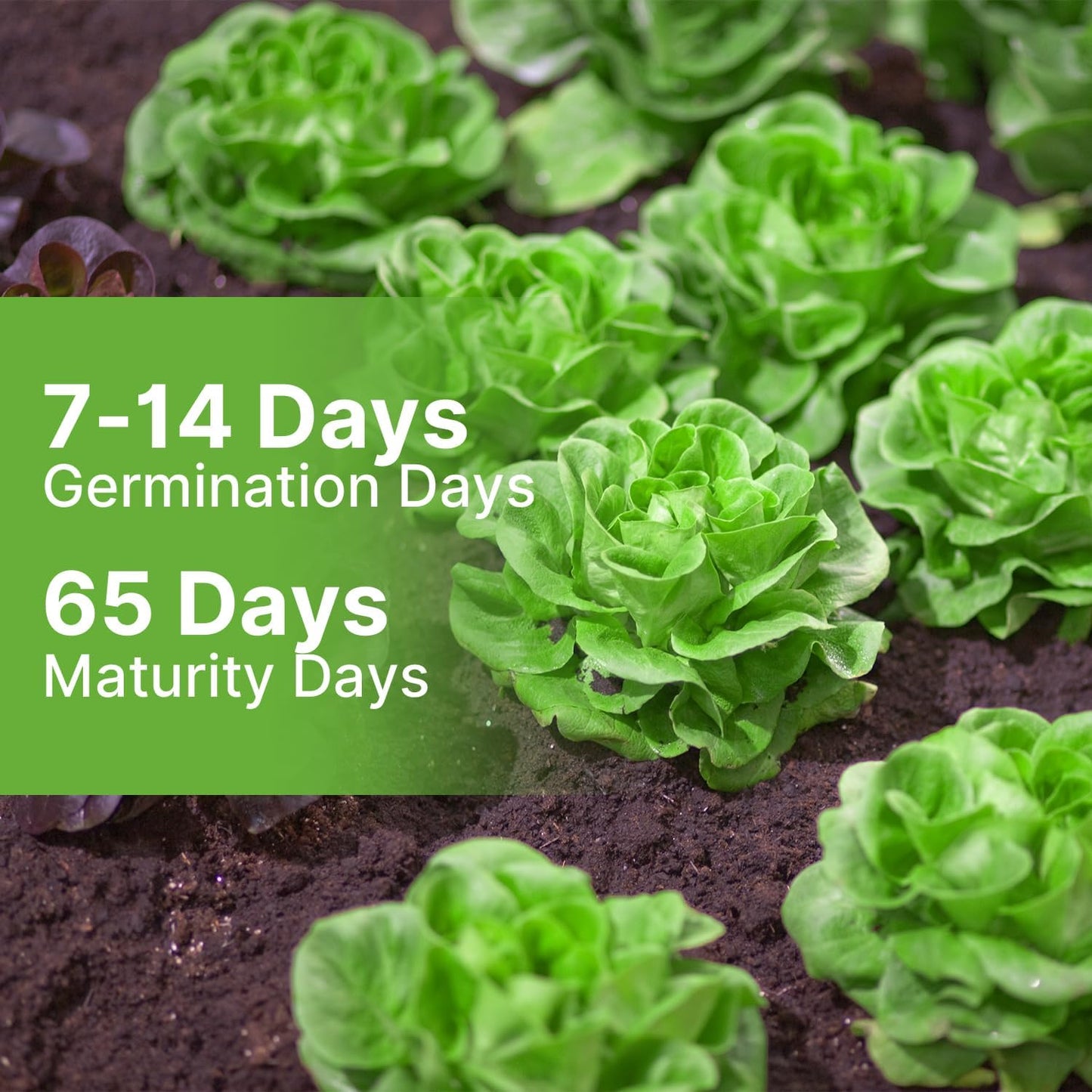 500 Buttercrunch Lettuce Seeds