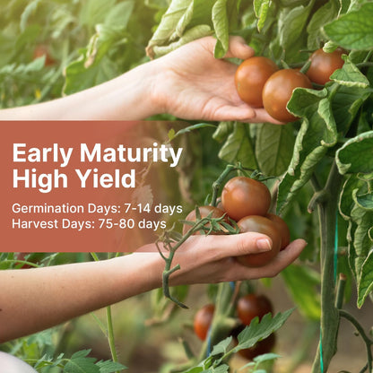 Cherokee Purple Tomato Seeds