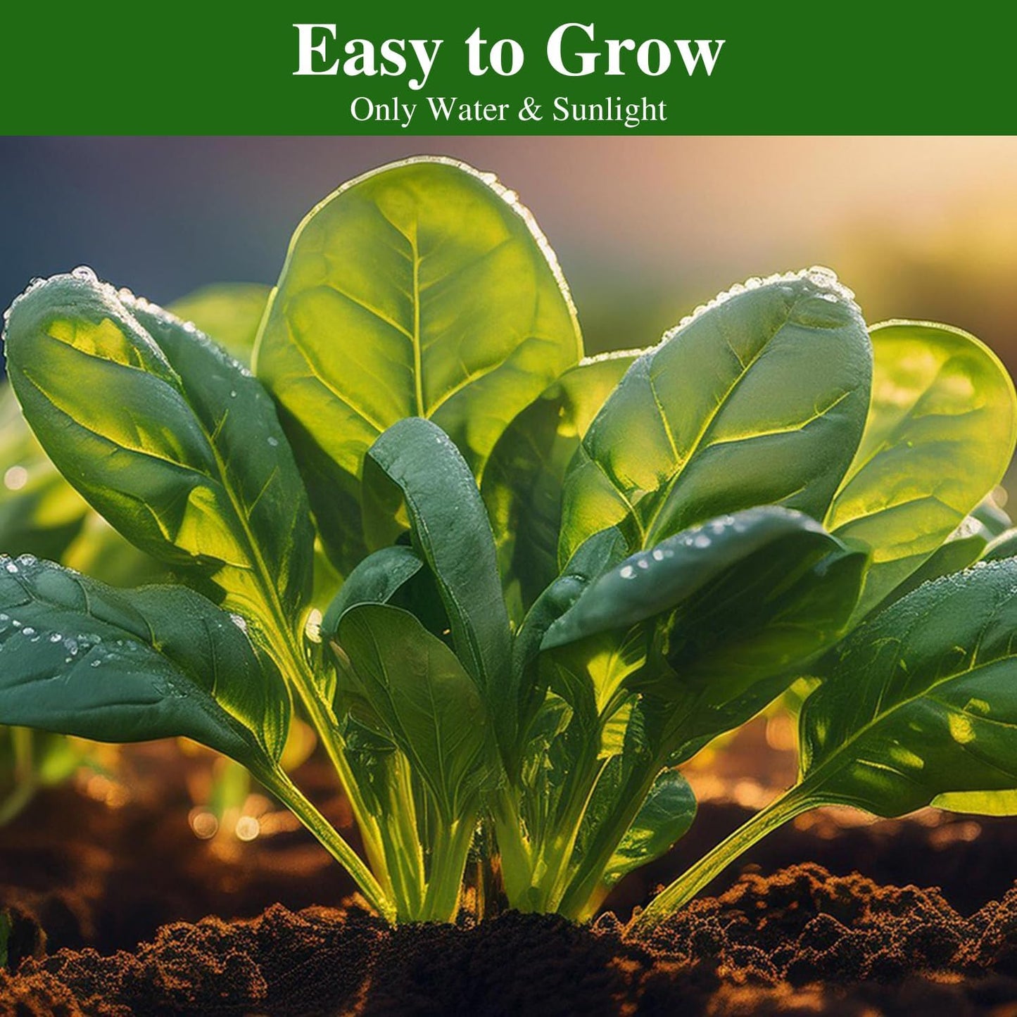 Bloomsdale Spinach Seeds