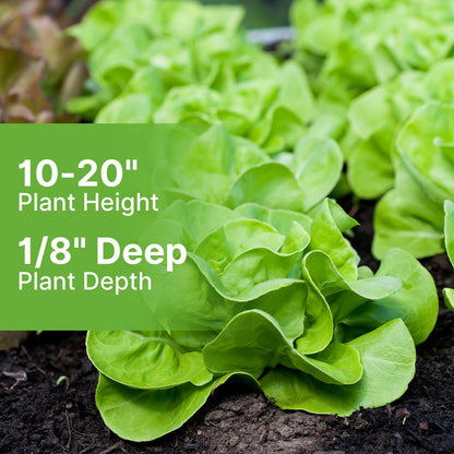 500 Buttercrunch Lettuce Seeds