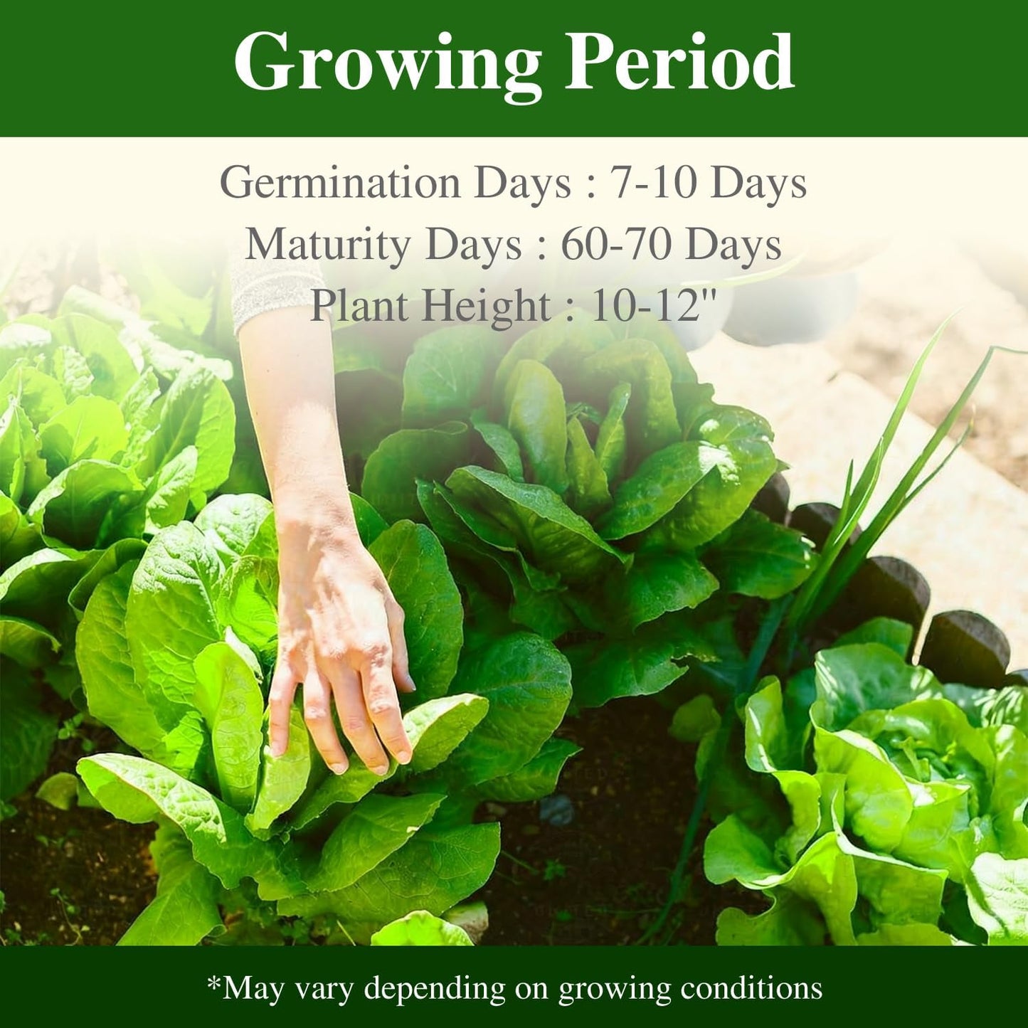 Romaine Lettuce Seeds Parris Island Vegetable Seeds