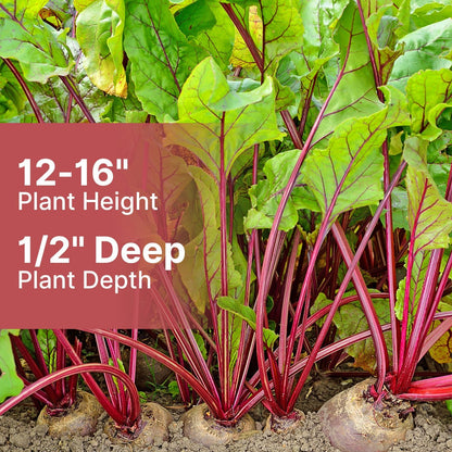 Beet Seeds Pack | 500+ Non-GMO Vegetable Seeds for Planting Indoor