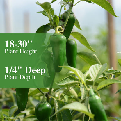 Jalapeno Pepper Seeds for Planting