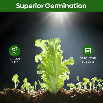 5 Lettuce and Salad Greens Seeds Variety Pack