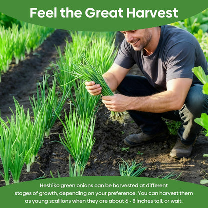 Heshiko Bunching Green Onion Seeds