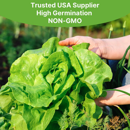 500 Buttercrunch Lettuce Seeds