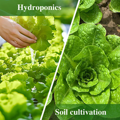 Romaine Lettuce Seeds Parris Island Vegetable Seeds