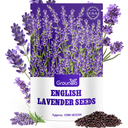 English Lavender Seeds, 1500+