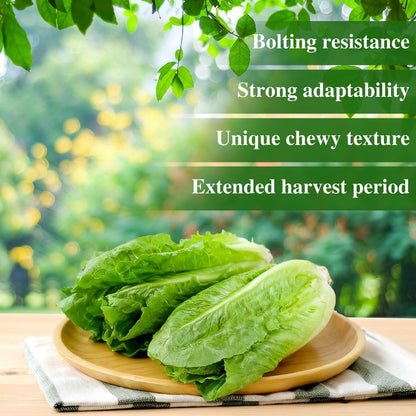 Romaine Lettuce Seeds Parris Island Vegetable Seeds