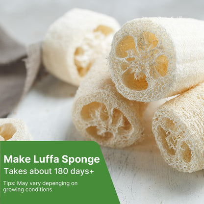 Luffa Seeds 40 Non-GMO Heirloom Vegetable Seeds