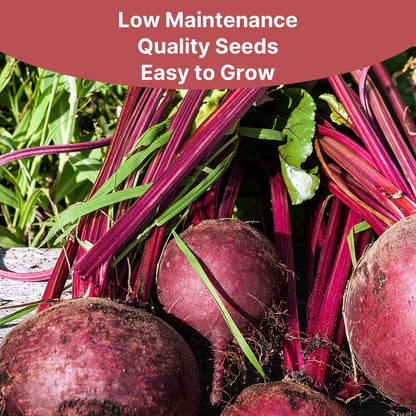 Beet Seeds Pack | 500+ Non-GMO Vegetable Seeds for Planting Indoor