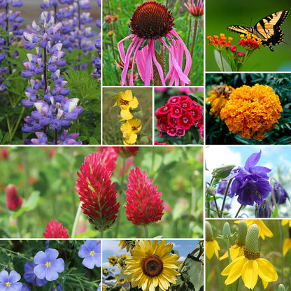 Butterfly Wildflower Mix 26 varieties 4OZ