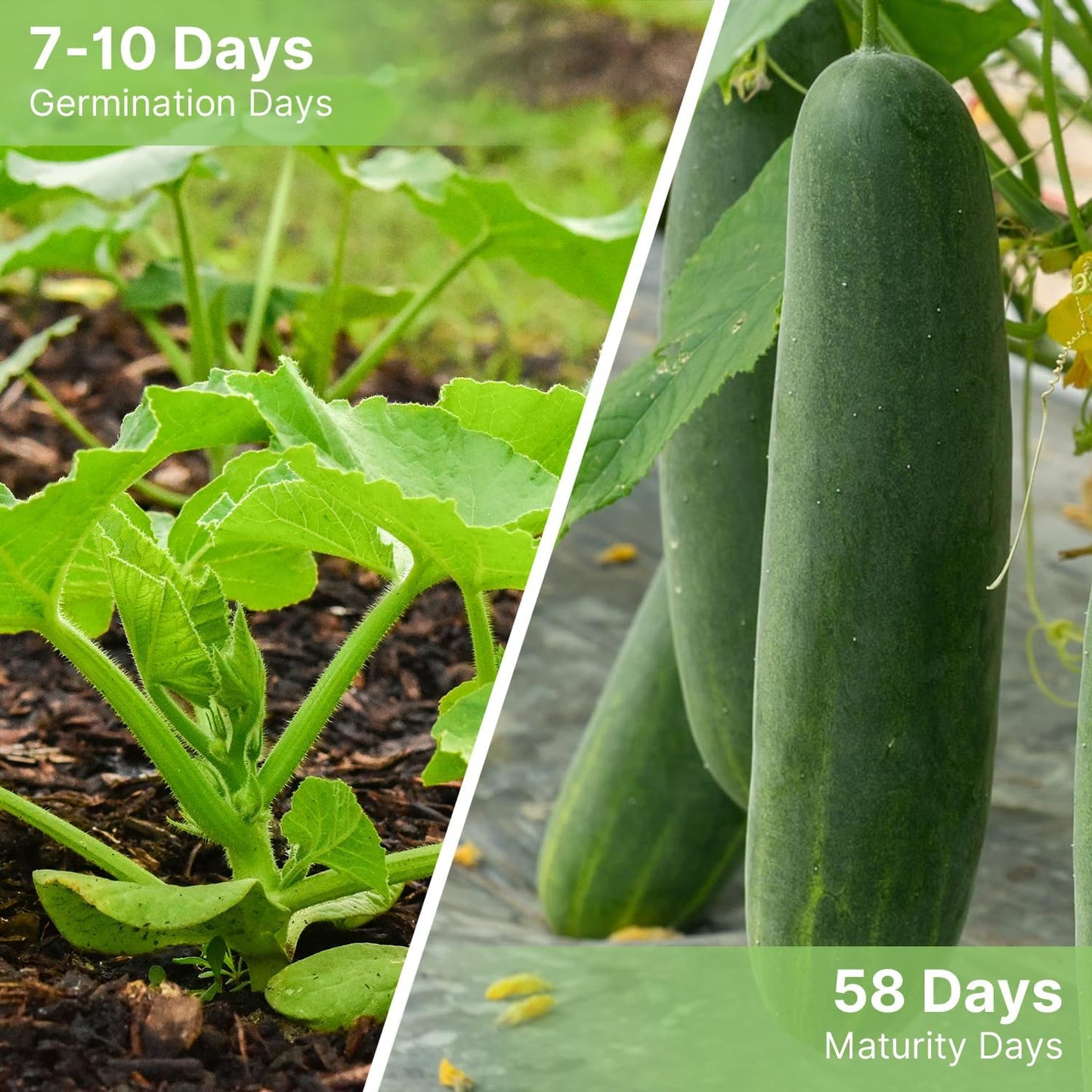 Organic Cucumber Seeds