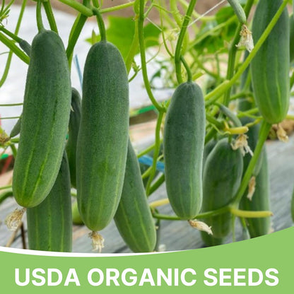 Organic Cucumber Seeds